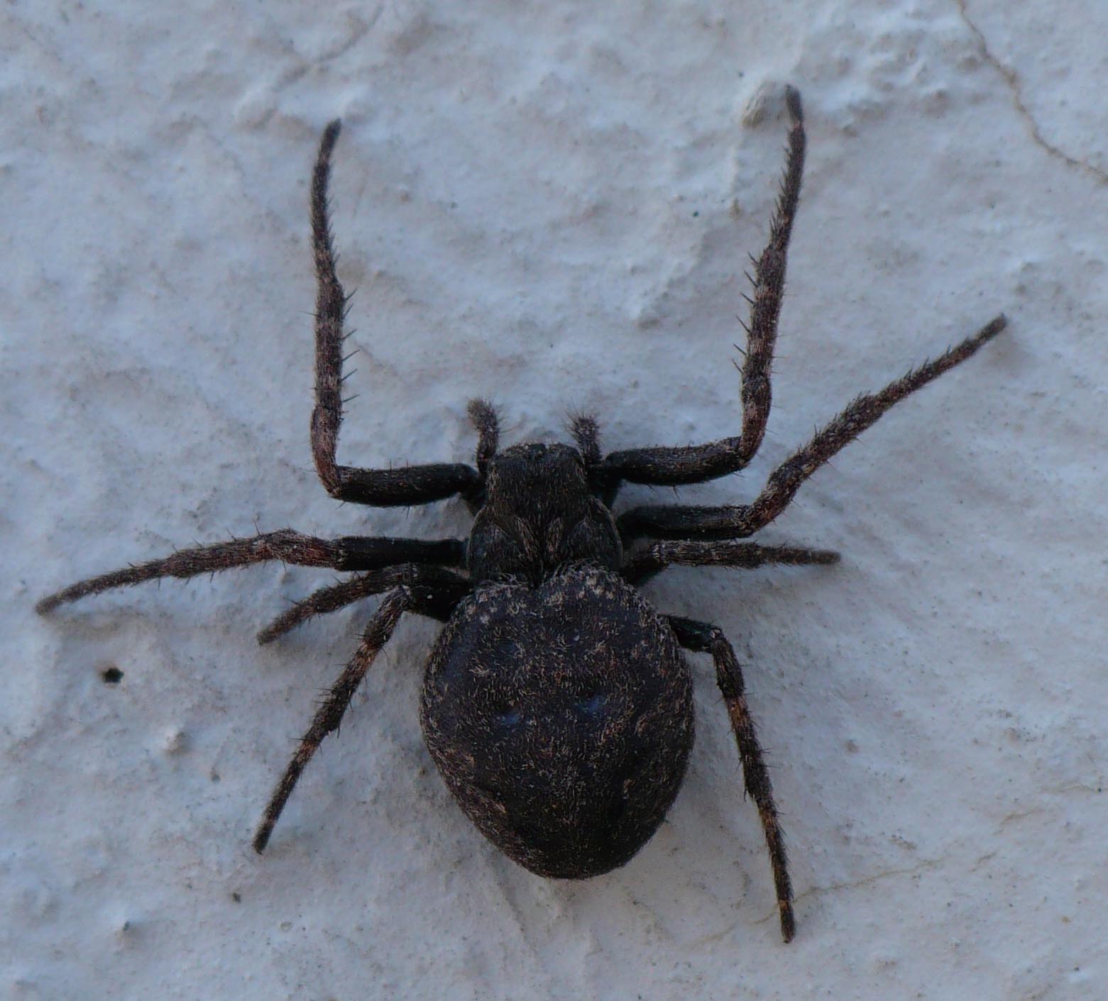 Id. da arto e prosoma in feci di pipistrello:  cfr. Nuctenea sp.